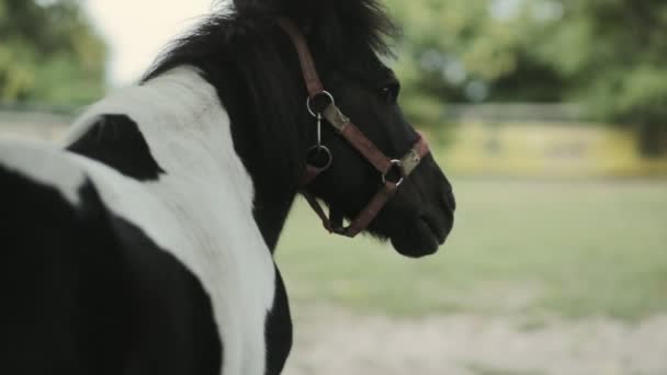 Caballo en un prado — Vídeo de stock