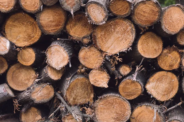 Gestapelde logs textuur in de natuur. Dwarsdoorsnede van het hout, brandhout stapel achtergrond. — Stockfoto