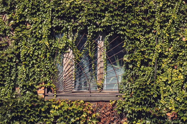 Das Fenster des verlassenen Hauses ist von Blättern umgeben — Stockfoto