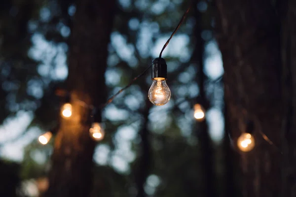 Lamppujen koristelu metsässä. Elementit häät sisustus illalla seremonia . — kuvapankkivalokuva