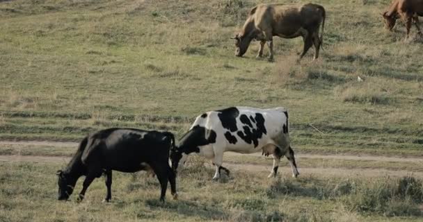 Een kudde koeien die grazen in een weiland — Stockvideo