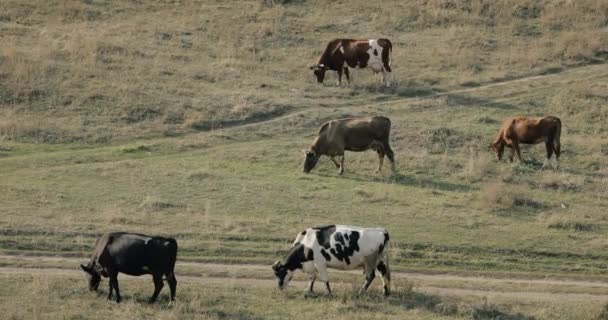 Ένα κοπάδι αγελάδες που βόσκουν σε ένα λιβάδι — Αρχείο Βίντεο