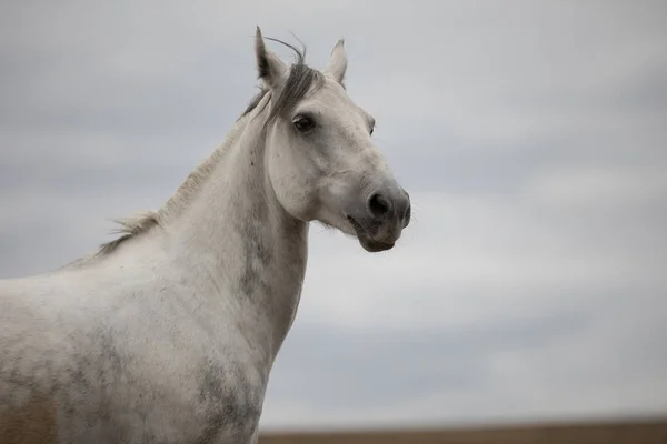 Divoký kůň bílý stojící na hřišti — Stock fotografie