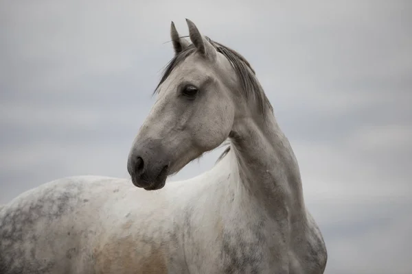 Wild white horse standing on the field — Stock Photo, Image