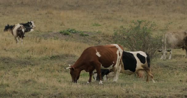 Vacas domésticas estão pastando no prado — Vídeo de Stock