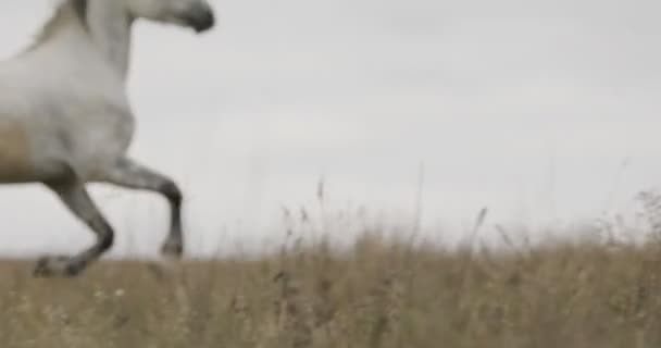 Wild witte paard op het veld galop uitgevoerd — Stockvideo