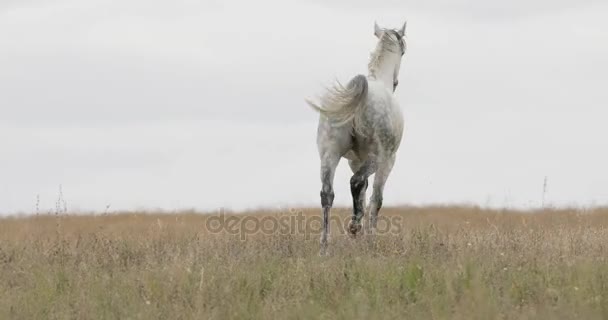 Cavallo bianco selvaggio sul campo che corre trotto — Video Stock