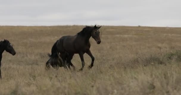 Wild brown horses on the field running gallop — Stock Video