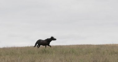 Vahşi kahverengi at midilli dörtnala çalışan alanında