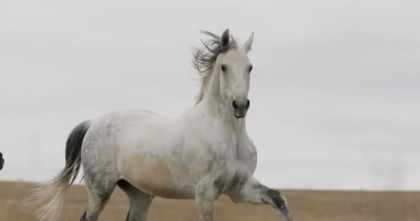 Divocí koně na poli běží tryskem