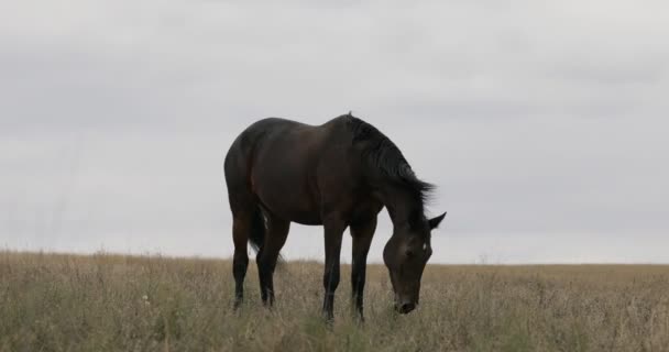 Wild bruin paard is grazen op het veld — Stockvideo