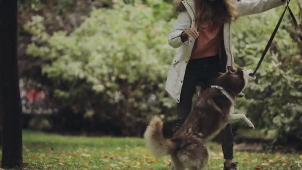 Kvinna leker med en hund som husky i parken på en höstdag, slow motion — Stockvideo