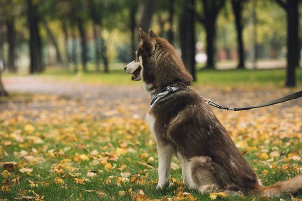 Ritratto di cane seduto sull'erba — Foto Stock