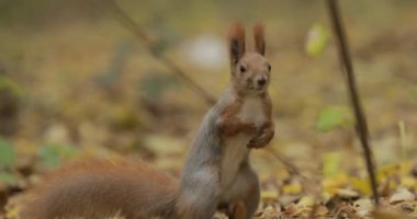 Sonbahar yaprakları yiyecek arayan sincap