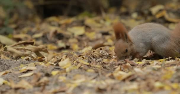 Écureuil dans le feuillage d'automne à la recherche de nourriture — Video