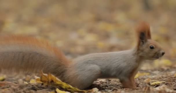 Squirrel in autumn foliage — Stock Video
