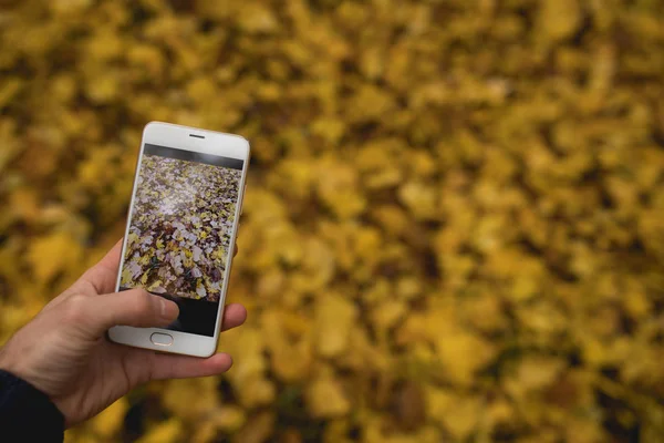 Mano del hombre tomar una foto de follaje de otoño por teléfono inteligente — Foto de Stock