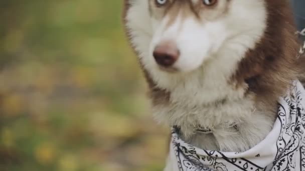 Close-up portrait of dog husky with different eyes in park at the autumn day, slow motion — Stock Video