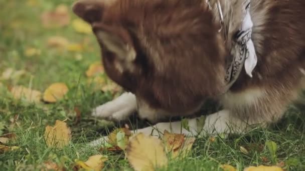 Собака Хаски выкапывает яму на земле, замедленная съемка — стоковое видео