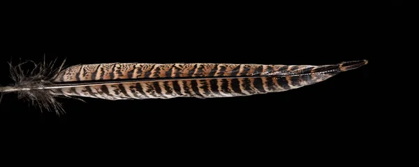 Siyah izole bir sülün kuyruk tüy