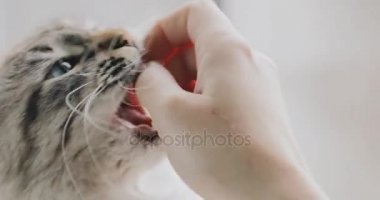 Beyaz kedi Korm yeme