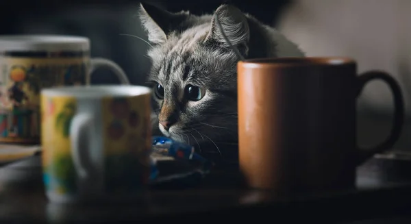 Gato se acerca sigilosamente a una mesa de cocina —  Fotos de Stock