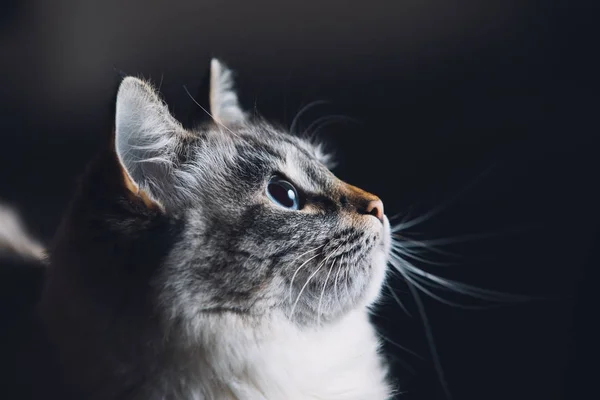 Modré oči kočičí portrét, zvědavý hledá — Stock fotografie