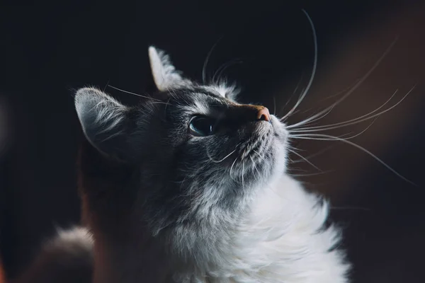 Портрет кота блакитних очей, цікавий вигляд — стокове фото