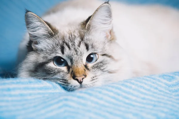 Modré oči ležící kočka portrét — Stock fotografie