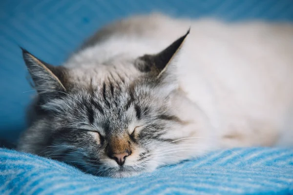 Spící bílý kocour na modrý ručník — Stock fotografie