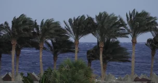 Παλάμες σε μια παραλία της θάλασσας, θύελλα, δυνατός άνεμος — Αρχείο Βίντεο