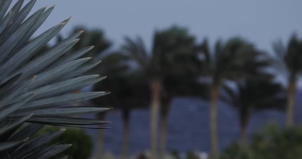 Egipto palmeras en un terraplén de mar, día tormentoso, viento fuerte — Vídeo de stock