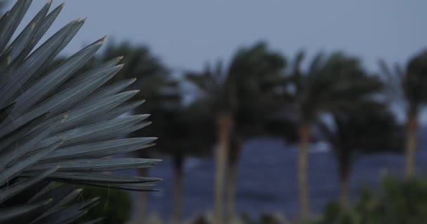 Sharm-El-Sheikh, palmas perto da praia do mar, vento forte no dia tempestuoso — Vídeo de Stock