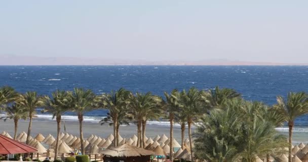 Palmy na pláži moře v letovisku Egypt na slunečný den — Stock video