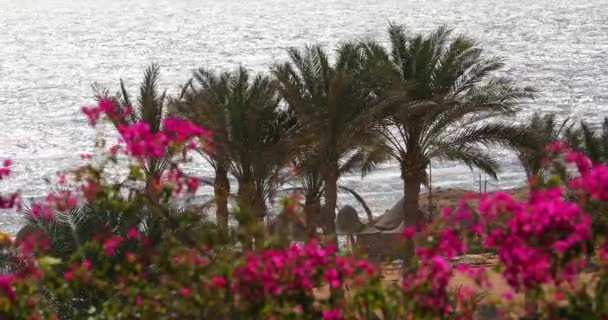 Palmen en bloemen op een strand in het resort op een zonnige dag — Stockvideo