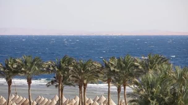 晴れた日にエジプトのリゾートの海のビーチでヤシの木 — ストック動画
