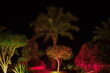 Dekoratif luminocity palmiye ağaçları, gece gökyüzü arka plan