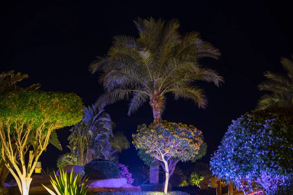 Decorative luminocity palm trees at night sky background — Stock Photo, Image