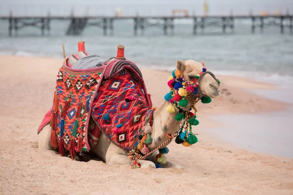 Kameel zittend op een strand zee in Egypte, Sharm-El-Sheikh — Stockfoto