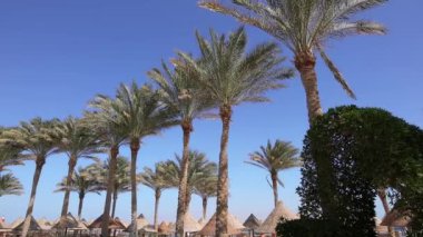 Sharm El Sheikh, Mısır, satır ve bir sahil, mavi gökyüzü palmiye ağaçlarının