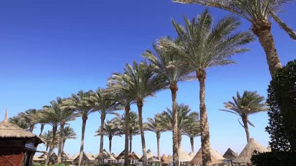 Sharm-El-Sheikh, Egipto, fila de palmeras en una costa, cielo azul — Vídeo de stock