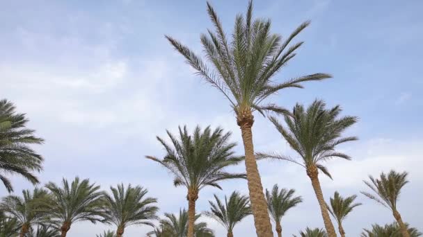 Palmer vid himmel bakgrund, Egypten resort — Stockvideo