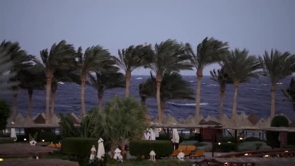 Sharm-El-Sheikh, palm trees in coastline, strong wind at stormy day — Stock Video