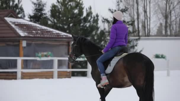 Mulher cavaleiro andando a cavalo com cavalo no dia de inverno nevado — Vídeo de Stock