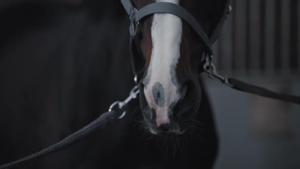 Retrato de cavalo em um estábulo — Vídeo de Stock