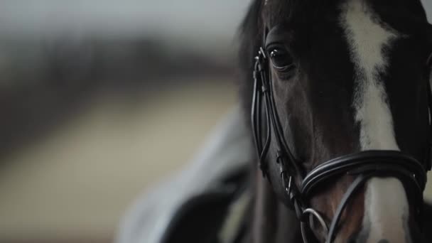 Portrait de tête de cheval dans une écurie, coup de main — Video