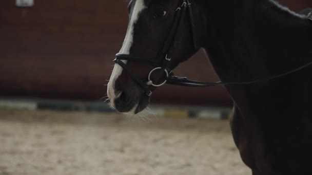 Cavallo stanco dopo la corsa, respirando con vapore nel freddo manege — Video Stock