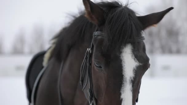 Portrait de cheval brun dans une neige blanche — Video