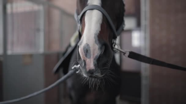 Portrait de cheval dans une écurie — Video
