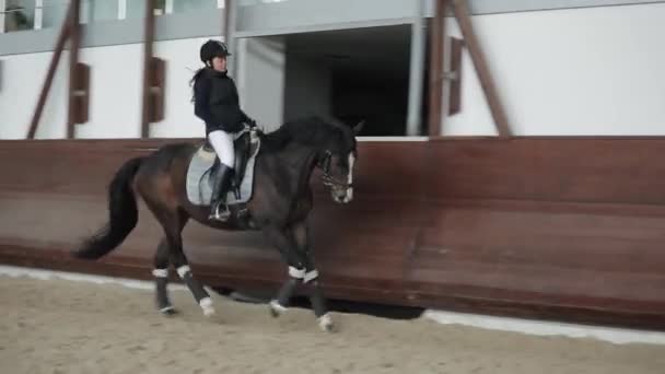 Cavaleiro profissional montando cavalo em um cerco, correndo galope — Vídeo de Stock